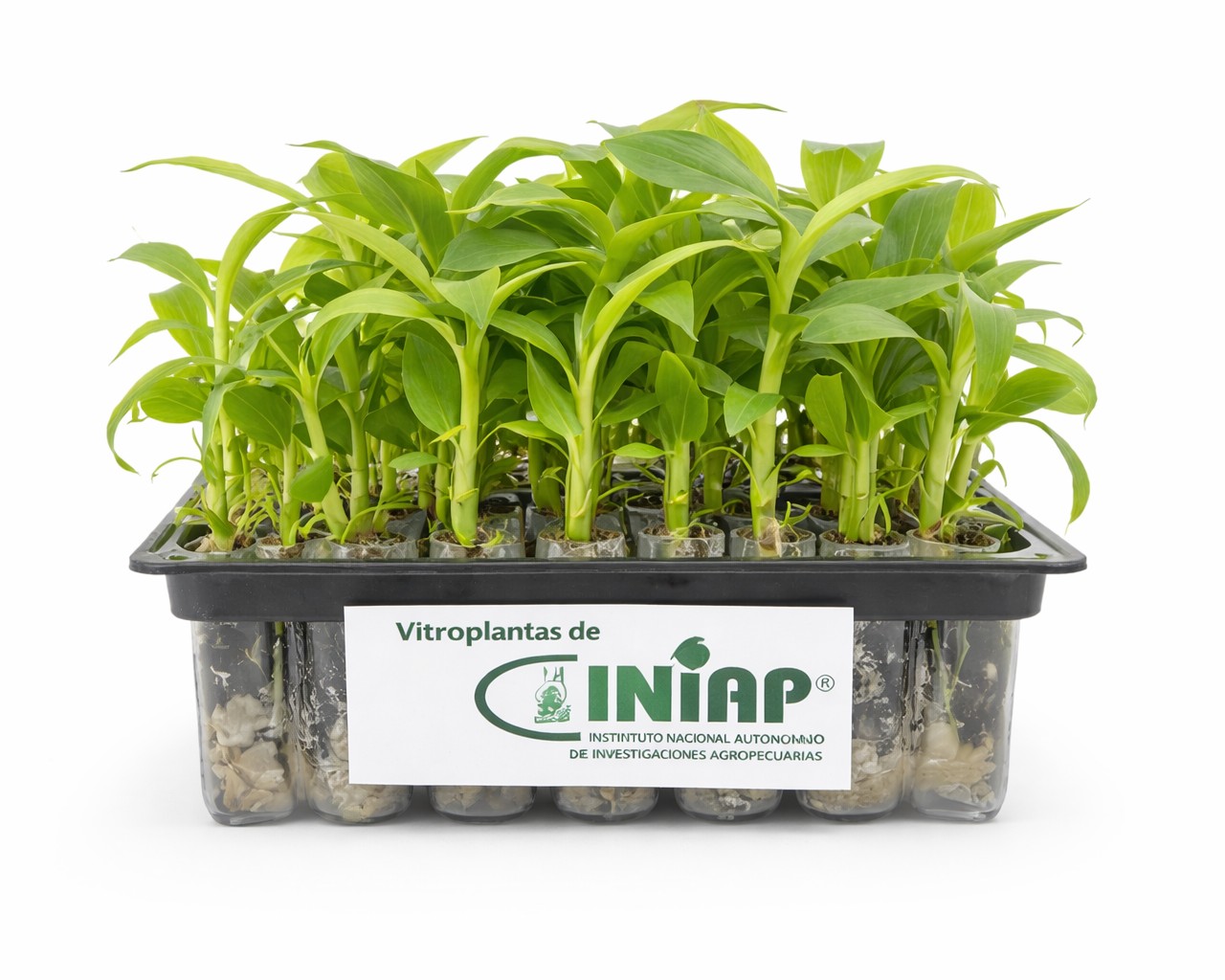 Banano (Vitroplantas)