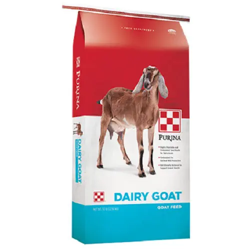 Dairy Goat